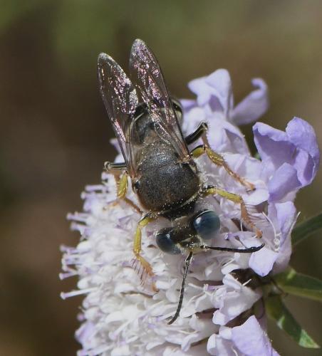 Réf. 234 144 : Bembix zonata